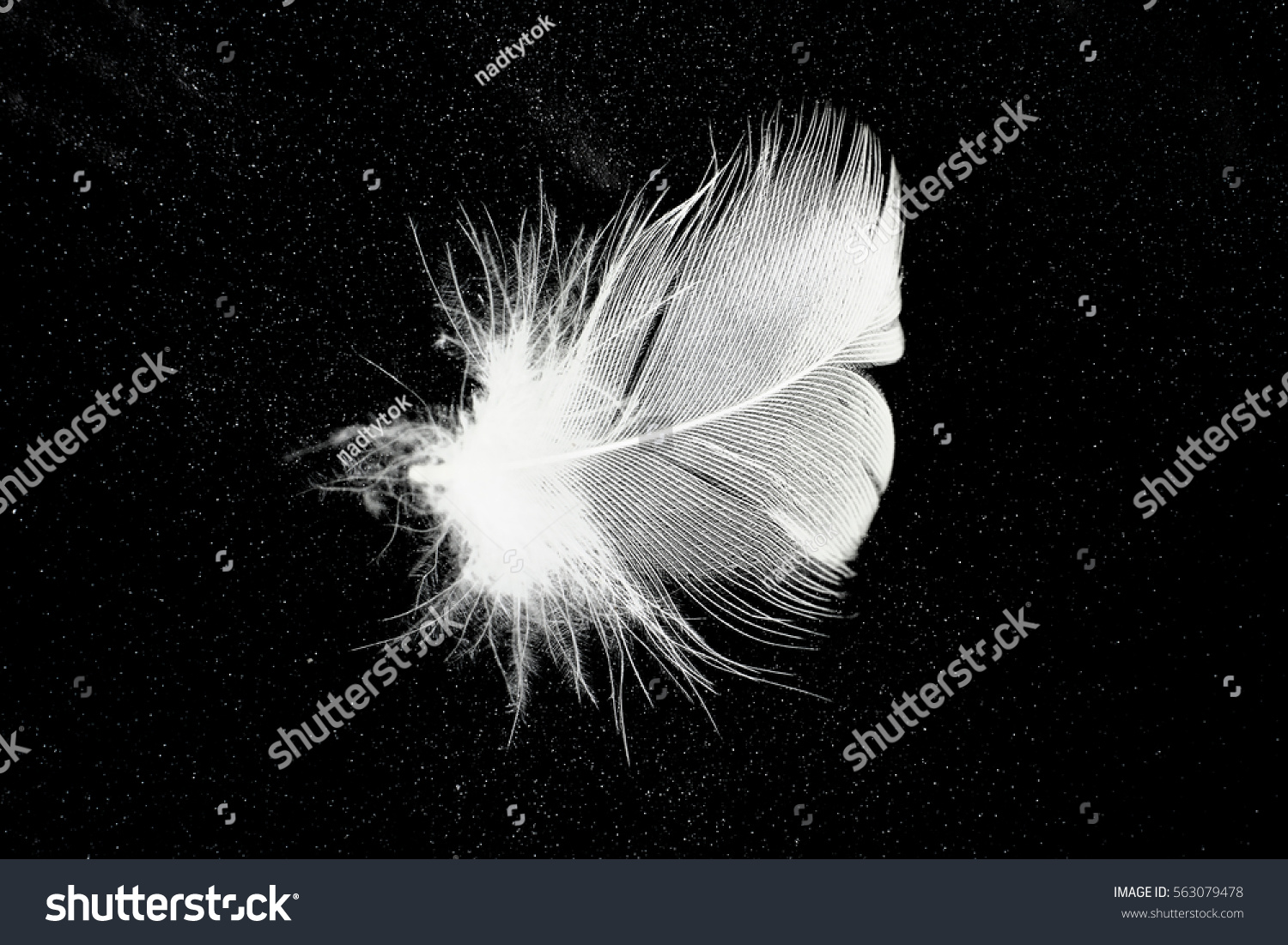 White Feather Stars On Black Background Stock Photo 563079478