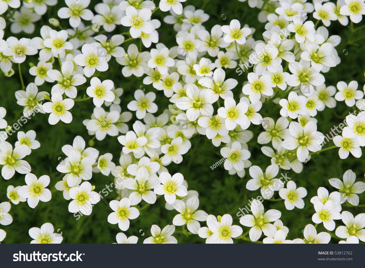 White Flowers Field Top View Stock Photo 53812762 - Shutterstock