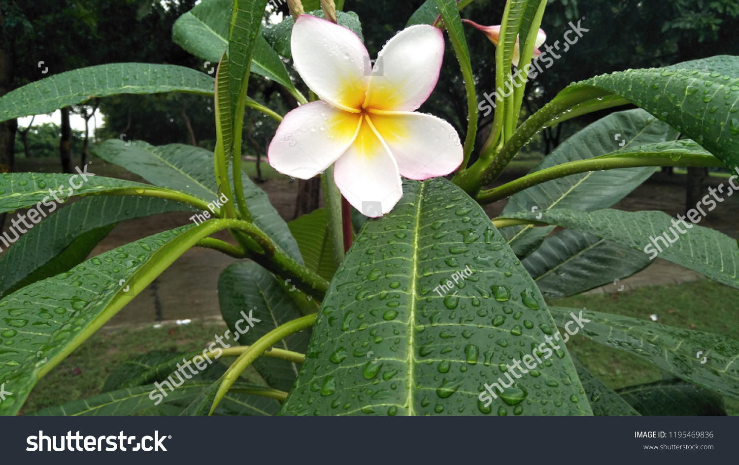 White Flowers Name Plumeria Water Drop Stock Photo Edit Now