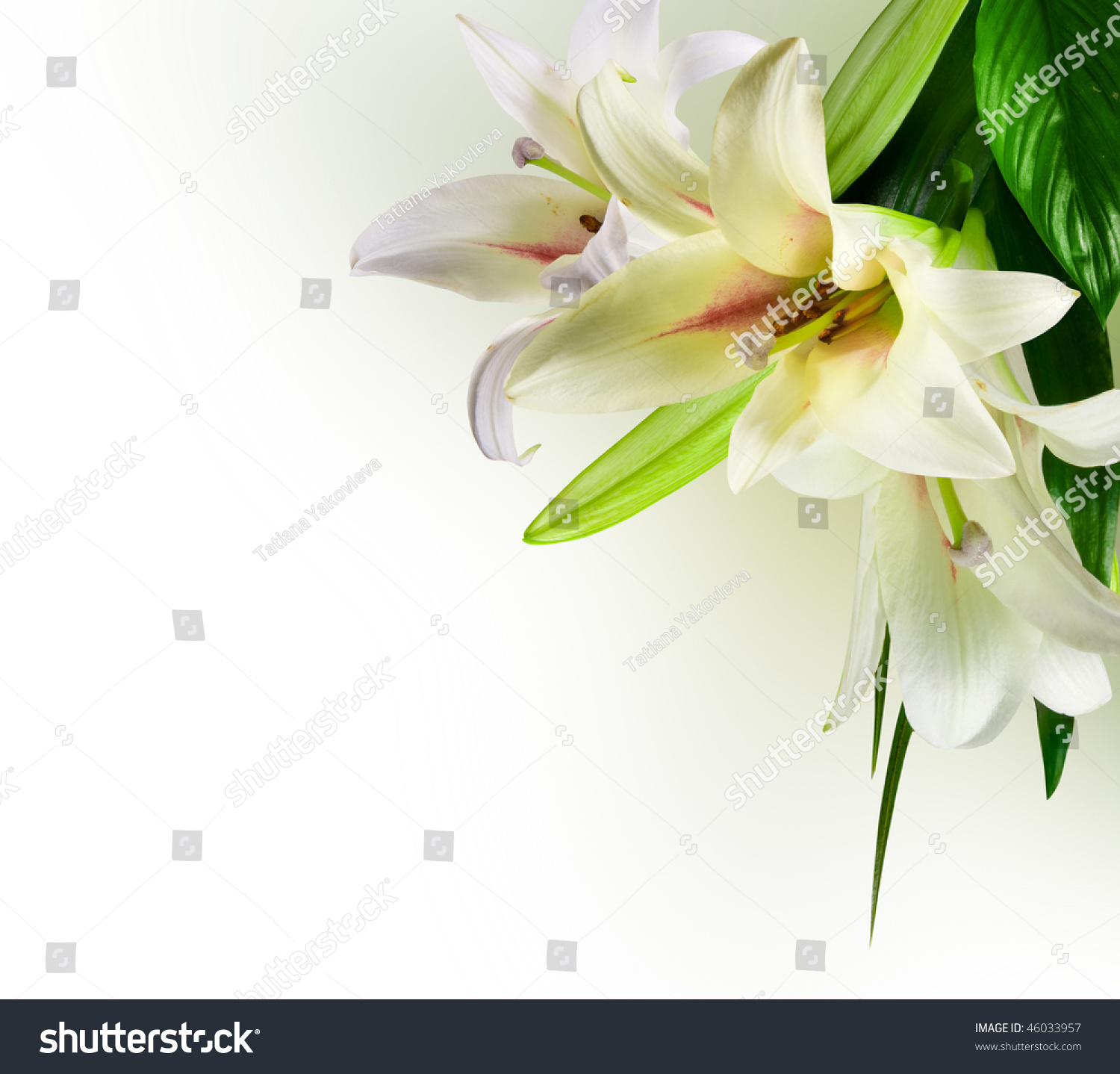 White Flowers Lily Green Leaf On Stock Photo (Edit Now) 46033957