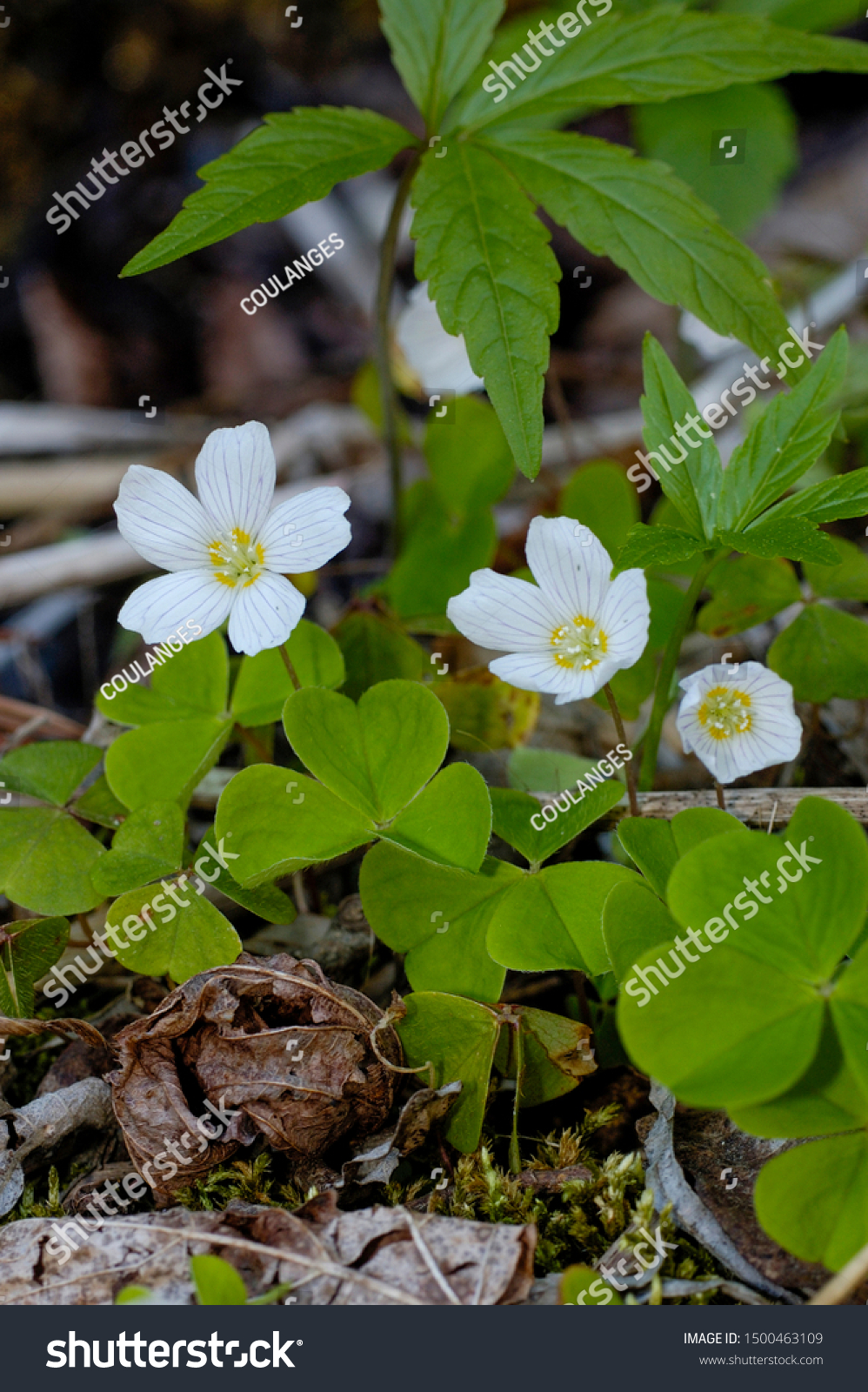 White Flowers Alleluia Wood Sorrel Stock Photo Edit Now