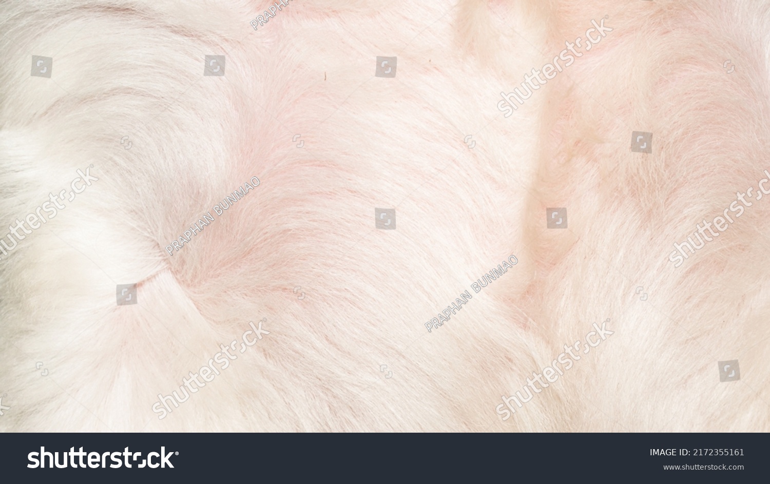 Stock Photo White Fur Texture Close Up Beautiful Abstract Feather Background 2172355161 