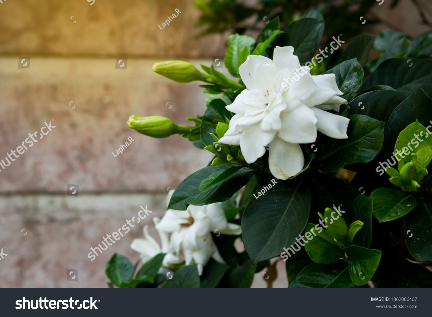 White Gardenia Flowers On Gardenia Tree Stock Photo Edit Now 1362006407