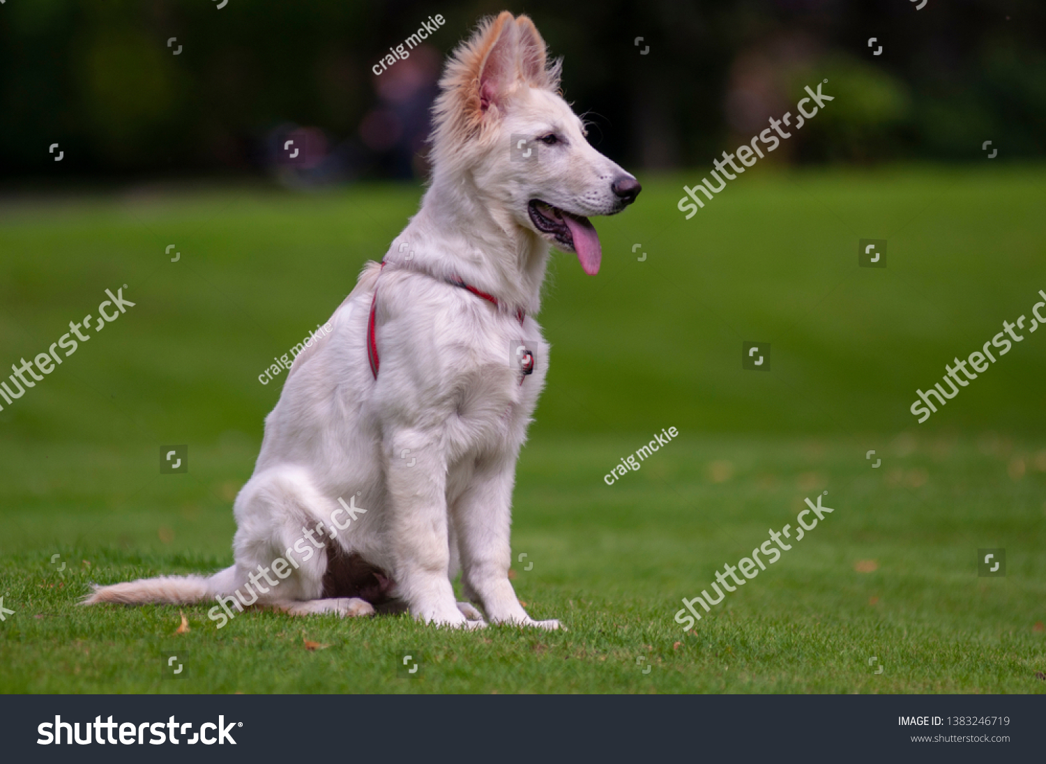 White German Shepherd Puppy Outdoors Field Animals Wildlife Stock Image 1383246719