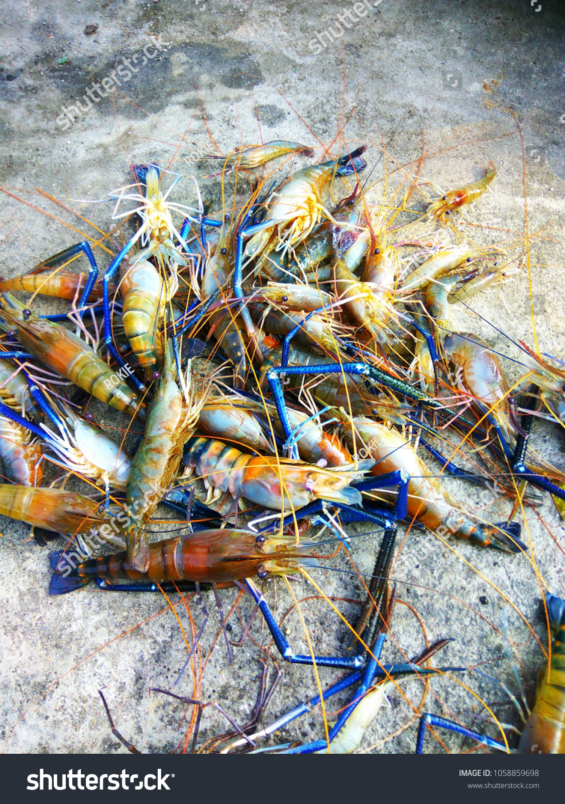 White Gold Prawn Udang Galah Stock Photo Edit Now 1058859698