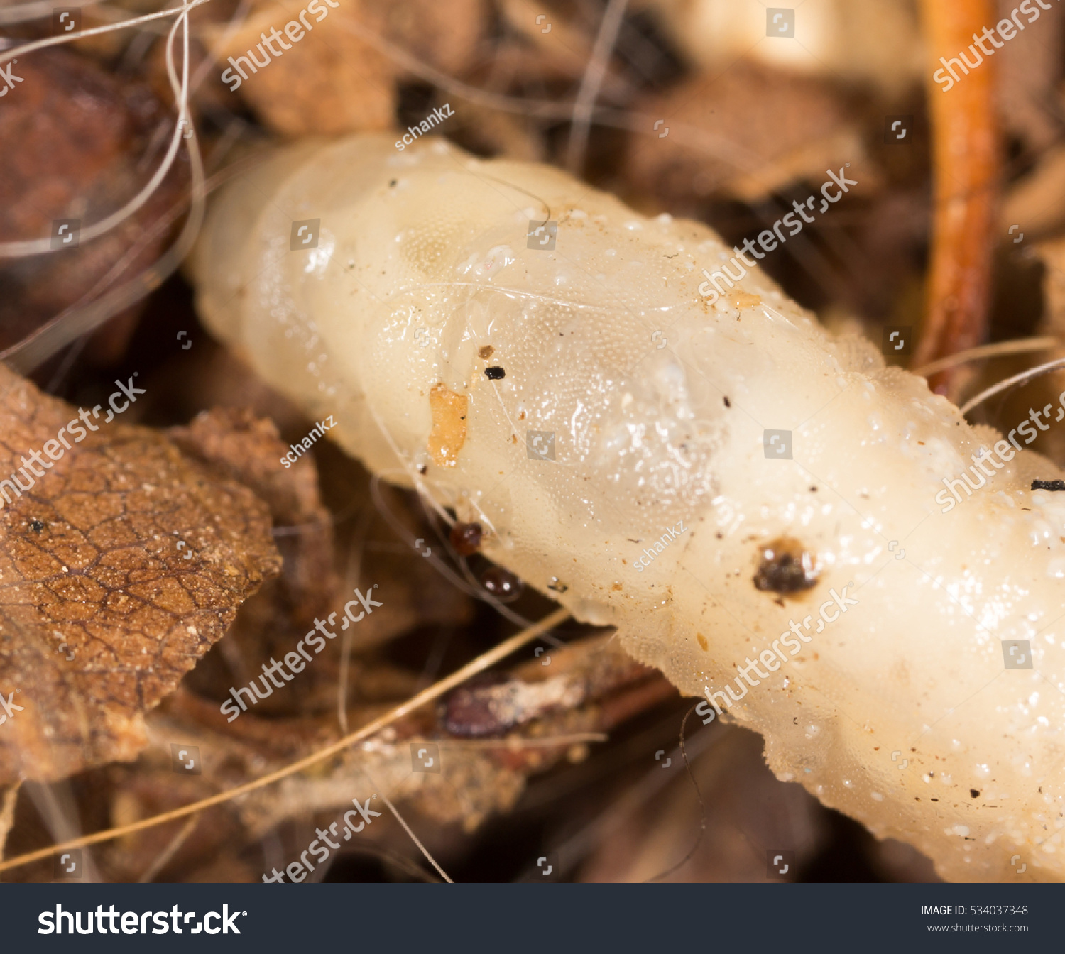 White Grubs In Nature. Macro Stock Photo 534037348 : Shutterstock