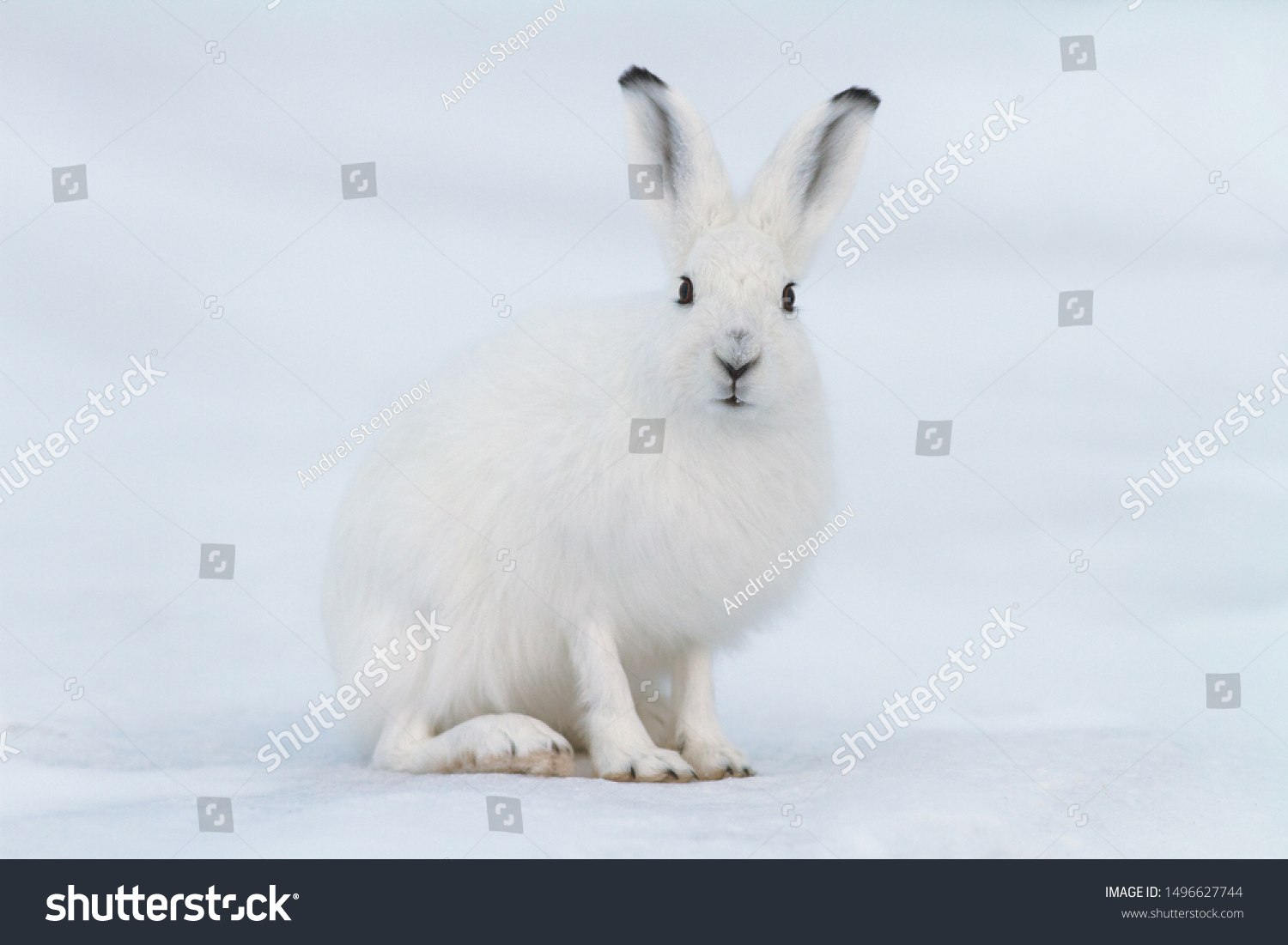 白いハレ ウサギはツンドラの雪の上に座る 動物の接写 目と目 北極の野生生物 チュコトカの自然と動物 シベリア 極東ロシア の写真素材 今すぐ編集