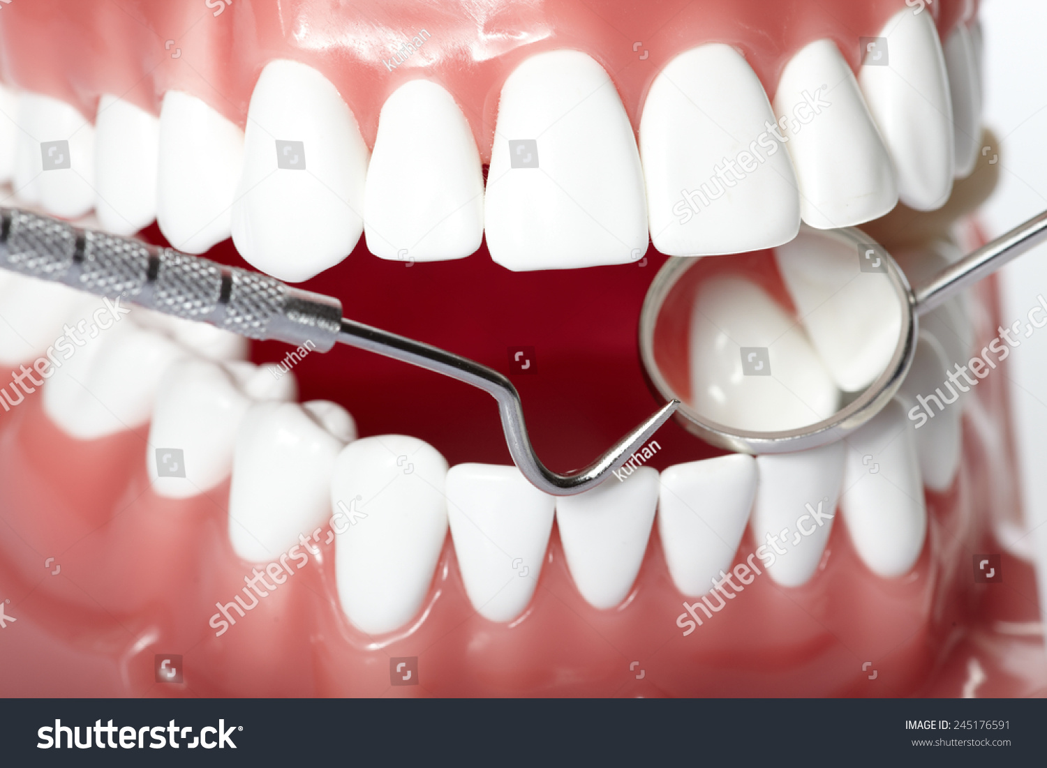 White Healthy Perfect Teeth Plastic Model Stock Photo Edit Now 245176591