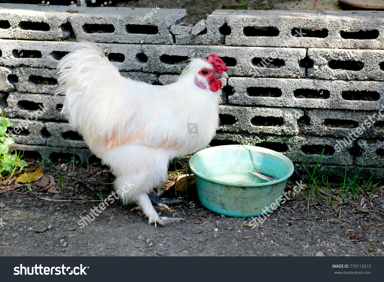 White Hen Red Chest Green Bowl Stock Photo Edit Now