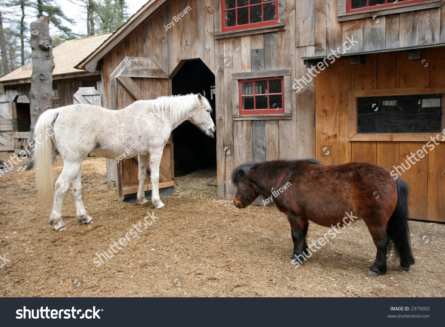 White Horse Brown Miniature Horse Front Stock Photo Edit Now 2975002