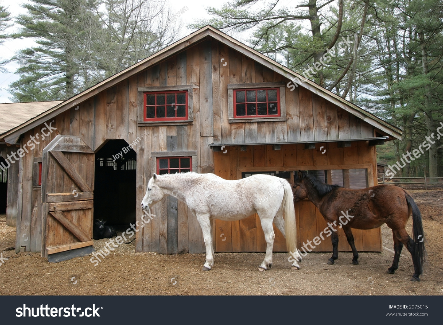 White Horse Brown Miniature Horse Front Stock Photo Edit Now 2975015