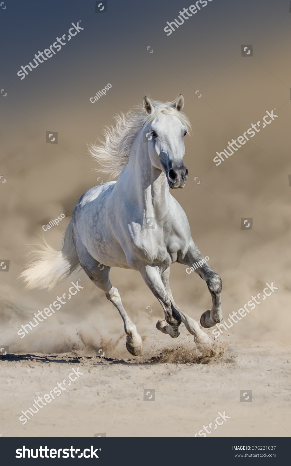 長いたてがみを持つ白い馬が砂漠のほこりで走る の写真素材 今すぐ編集 長いたてがみを持つ白い馬が砂漠のほこりで走る の写真素材 今すぐ編集