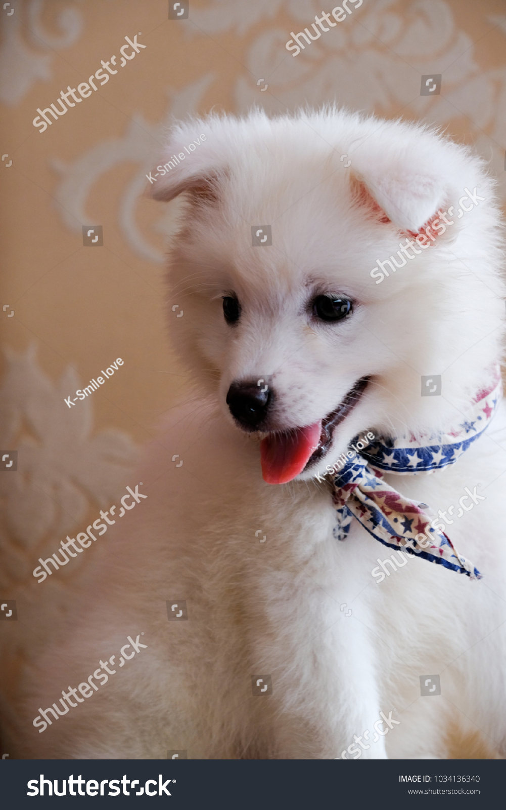 White Japanese Spitz Dog Portait Cute Stock Photo Edit Now