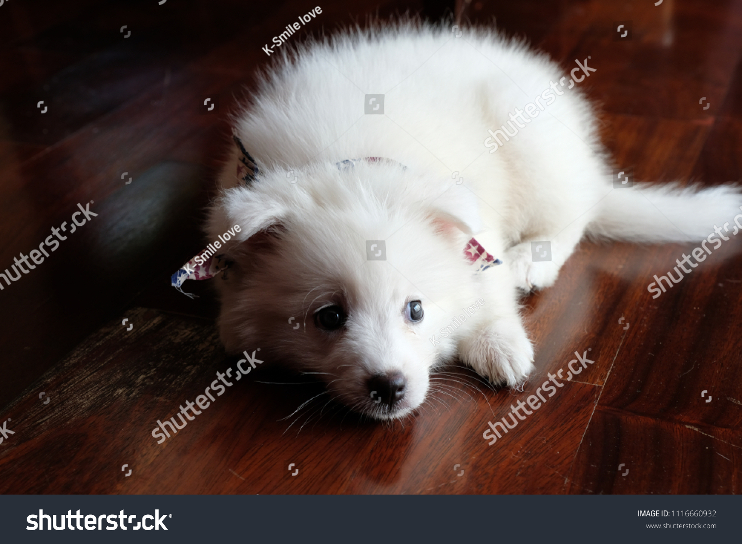White Japanese Spitz Dog Portrait Cute Stock Photo Edit Now