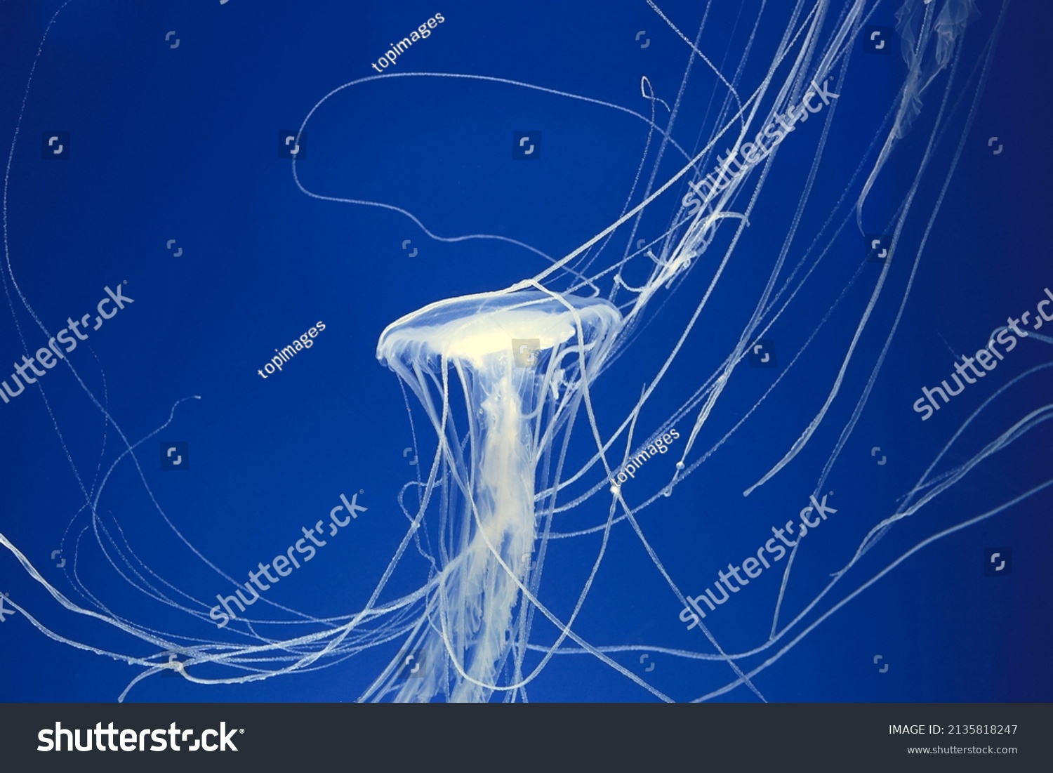 White Jellyfish Has Very Long Tentacle Stock Photo 2135818247 ...