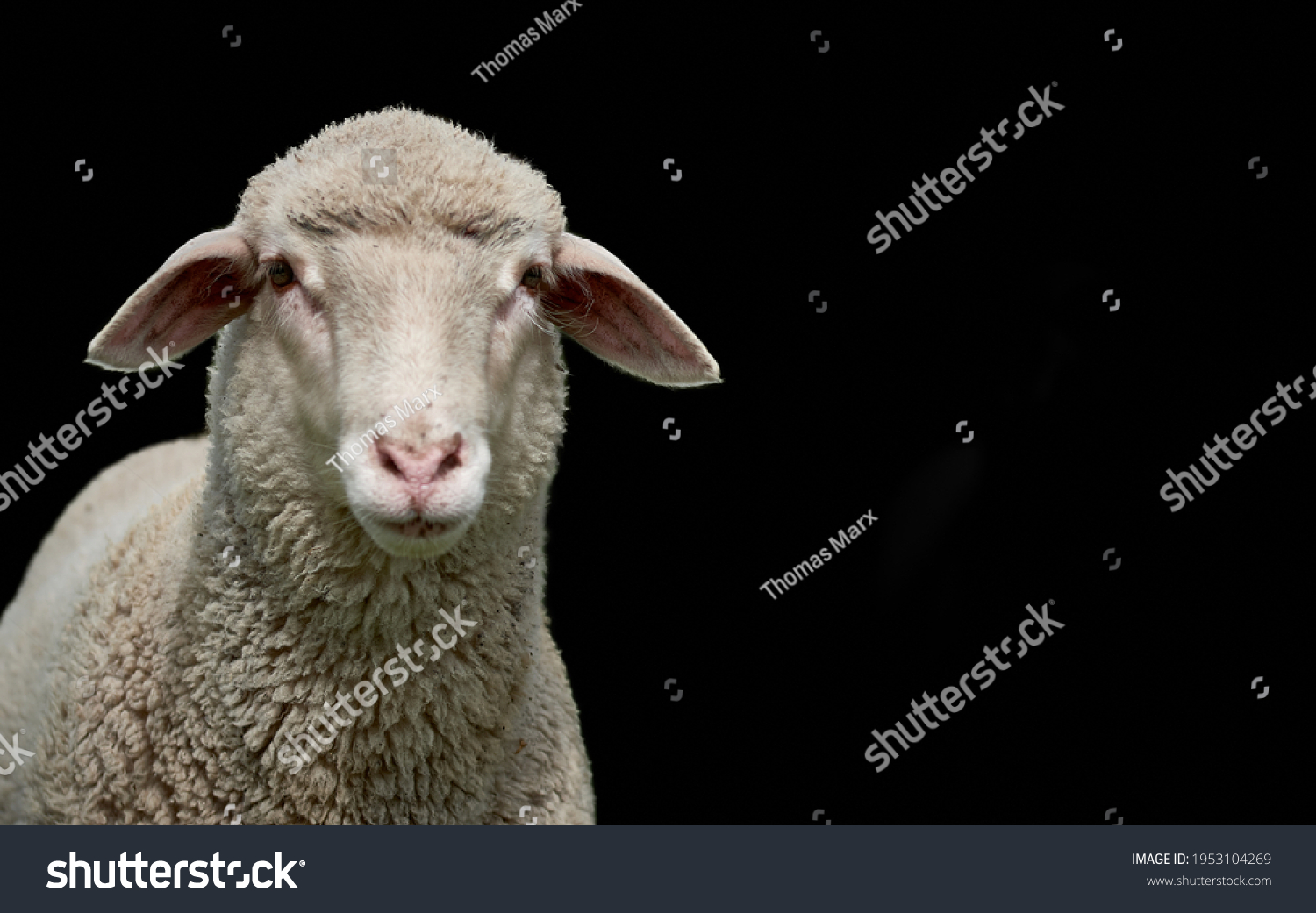 57,184 Sheep black background Images, Stock Photos & Vectors | Shutterstock