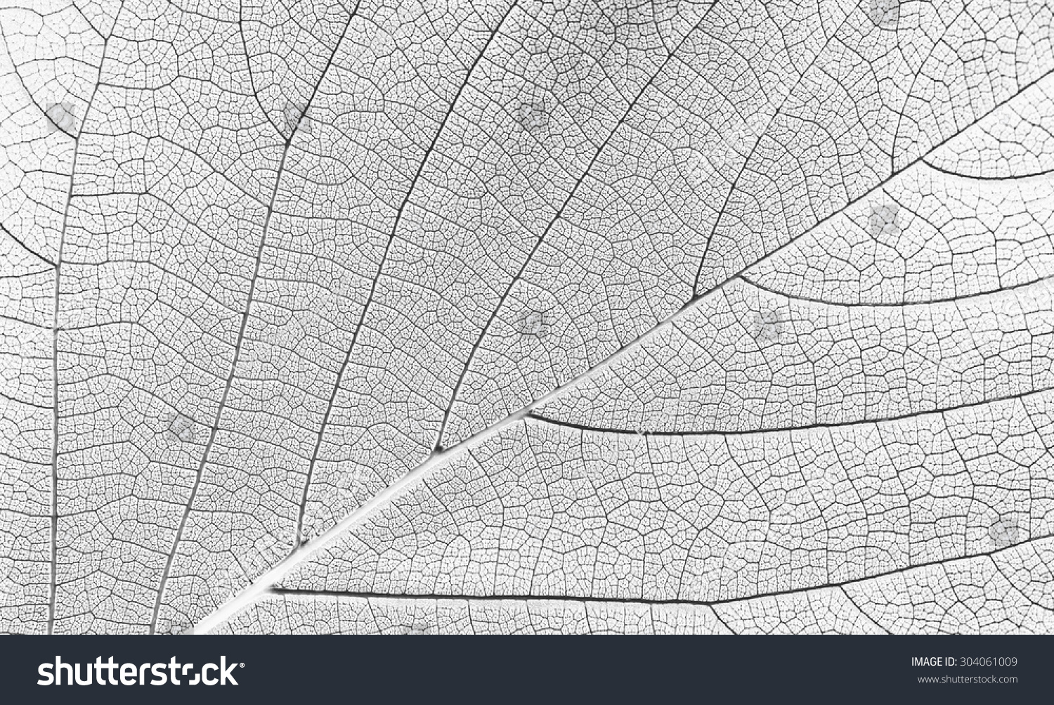 White Leaf Texture Stock Photo 304061009 : Shutterstock