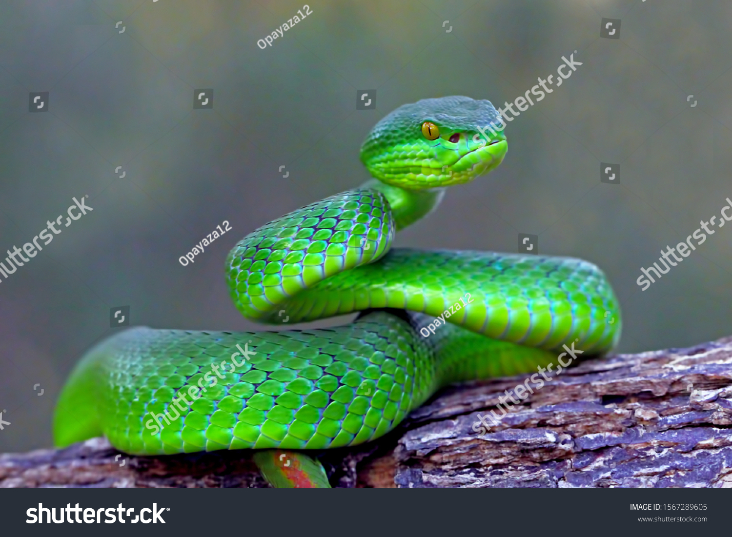 88 Sunda Island Pit Viper Images, Stock Photos & Vectors 