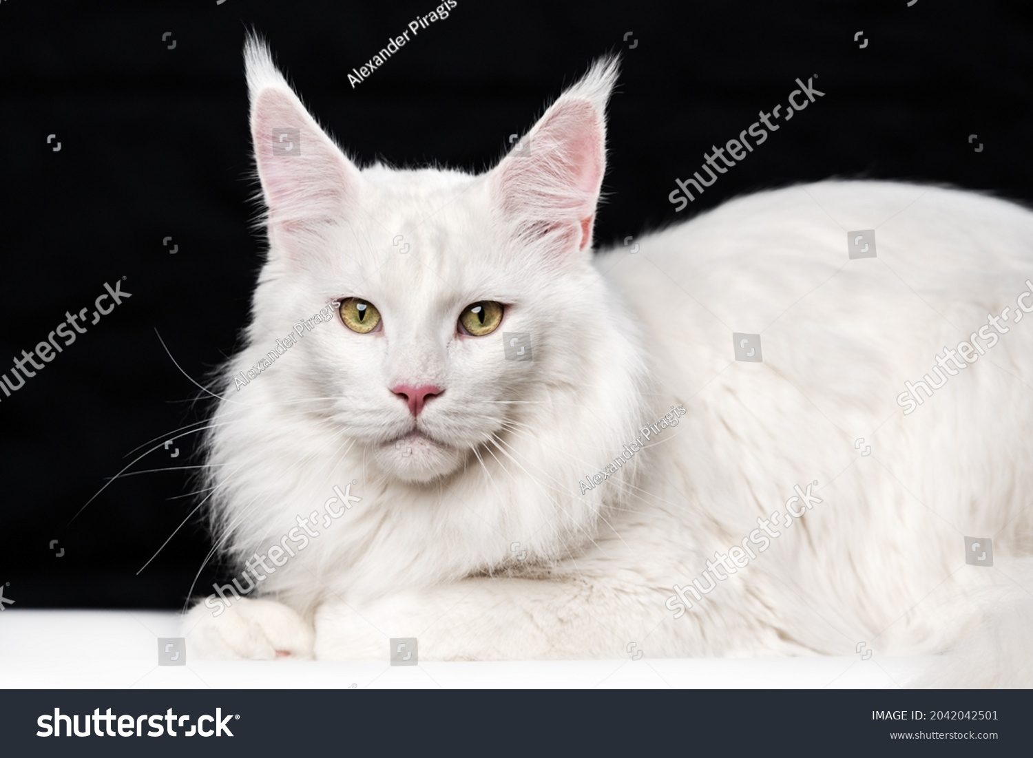 American coon cat Images, Stock Photos & Vectors | Shutterstock