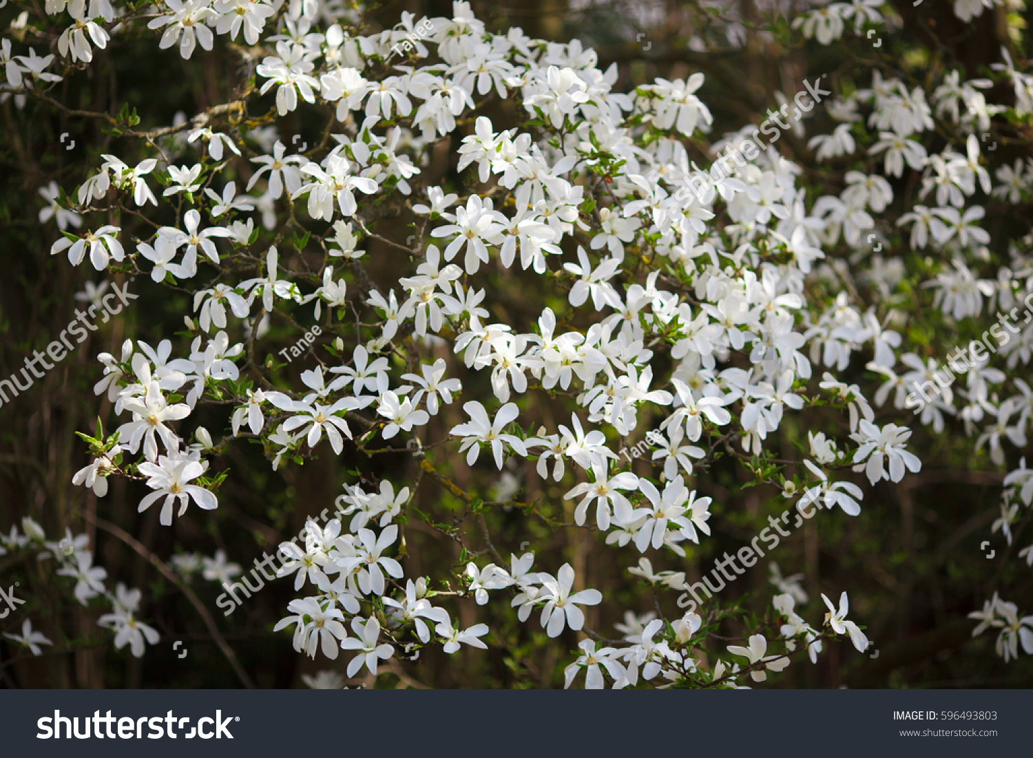 1 Whitemagnoliablossom Images, Stock Photos & Vectors | Shutterstock