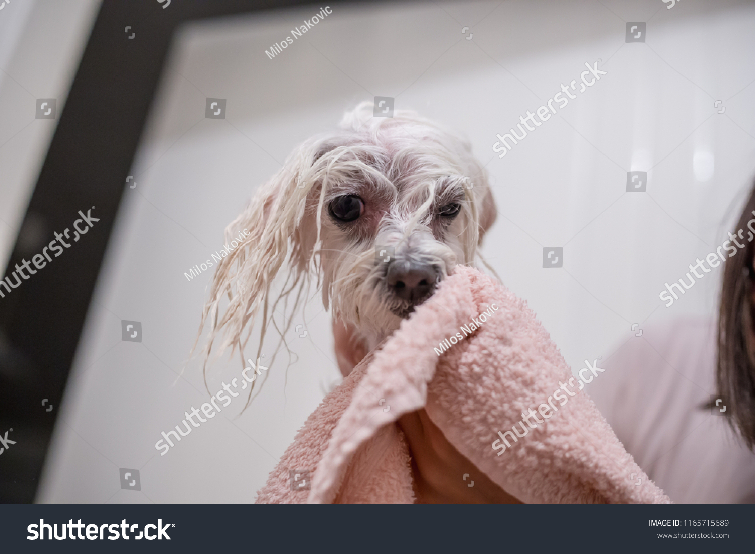 wet maltese