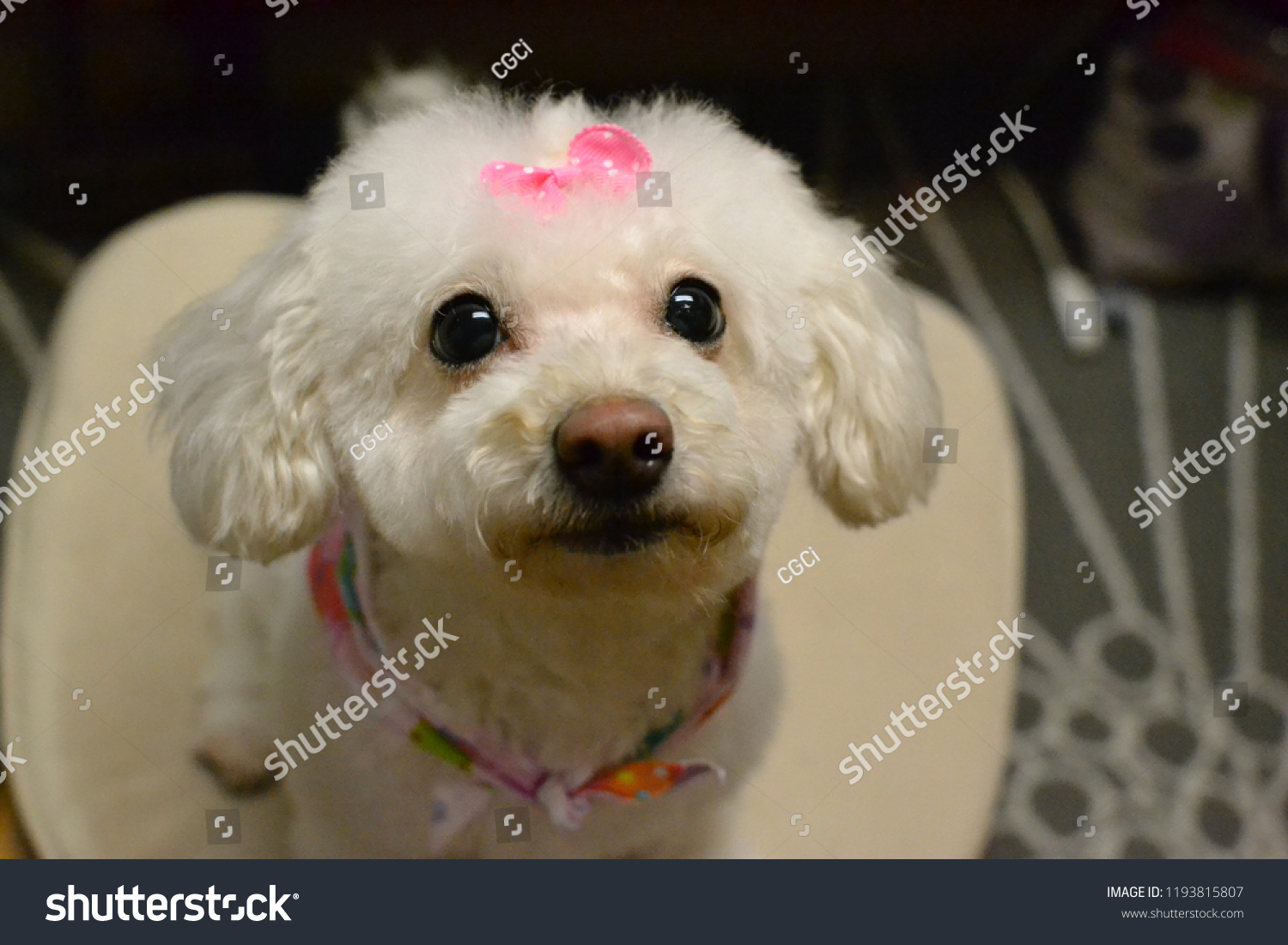 White Maltipoo Maltese Poodle Mix Pink Stock Photo Edit Now 1193815807