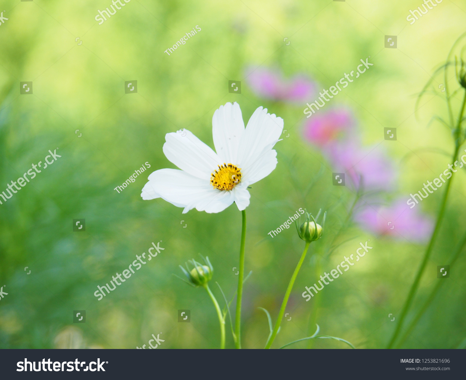 white mexican aster cosmos flower scientific stock photo (edit now