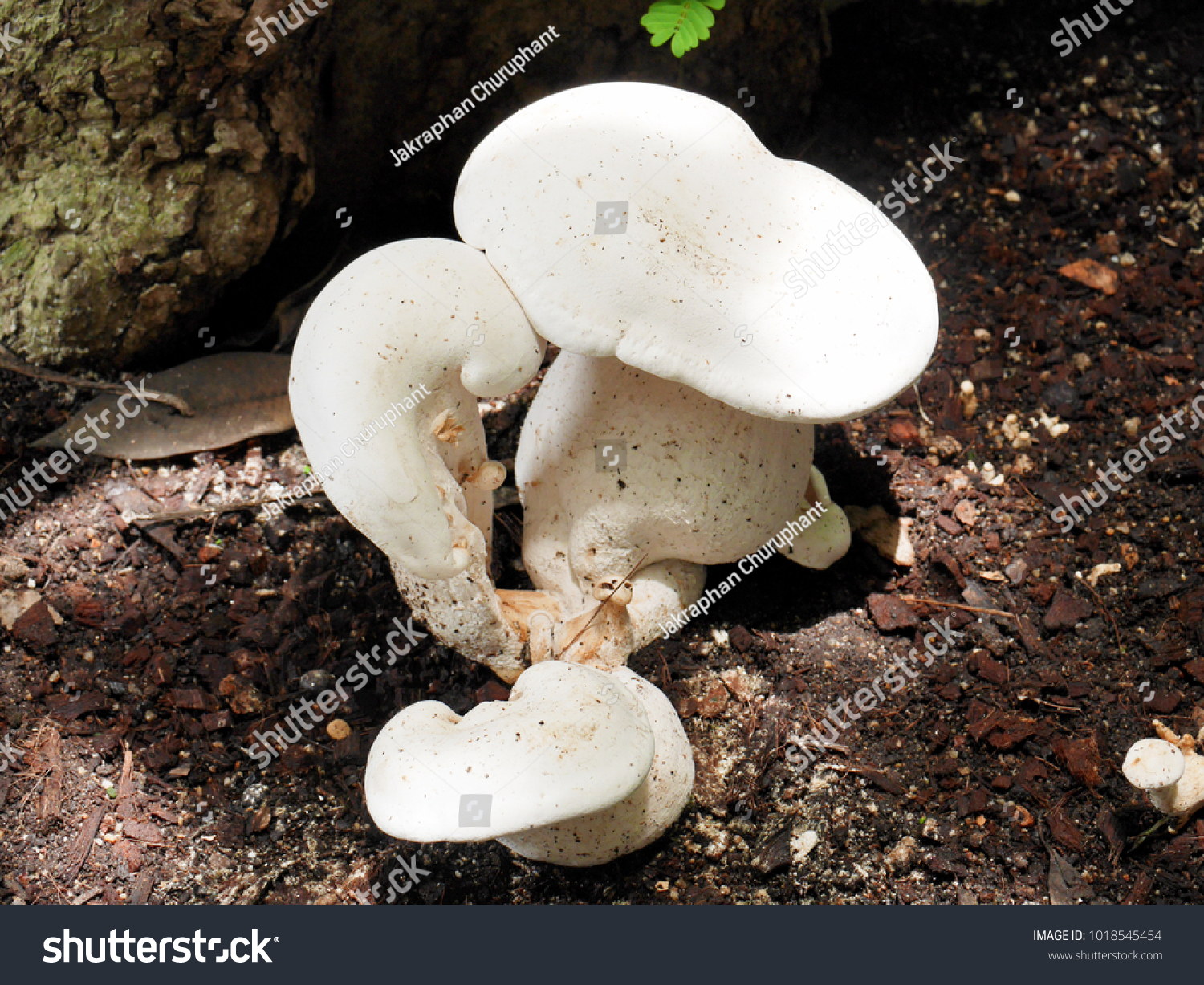 White Mushroom Growing On Soil Ground Stock Photo Edit Now