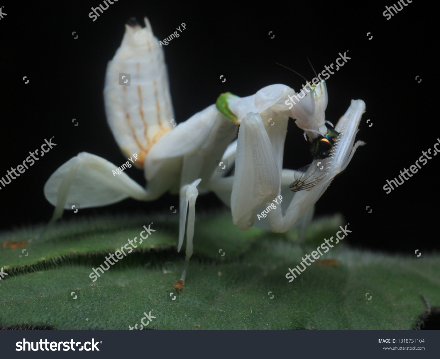 White Orchid Mantis Eat Prey On Stock Photo Edit Now