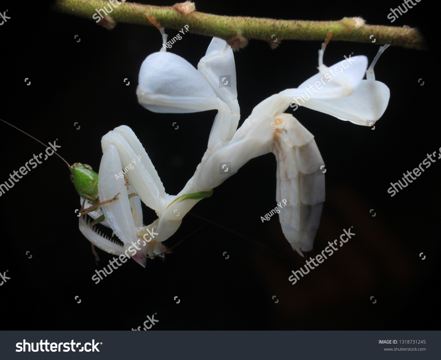 White Orchid Mantis Eat Prey On Stock Photo Edit Now