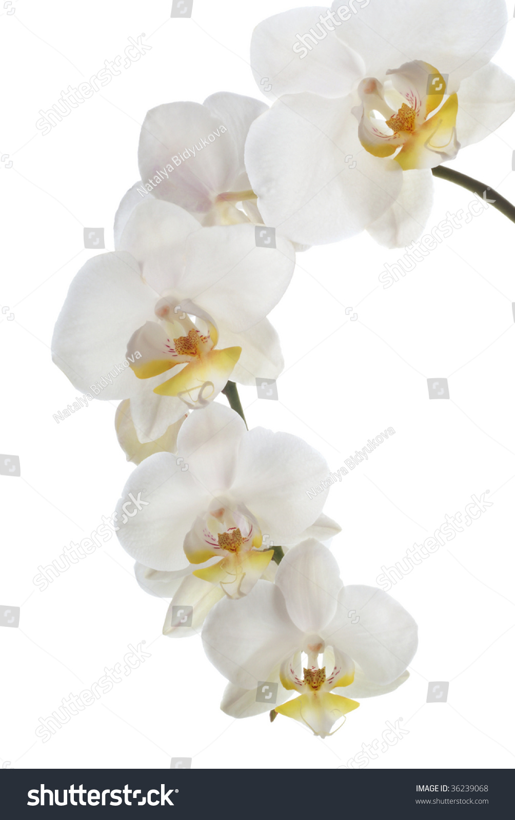 White Orchid On White Background Stock Photo (Royalty Free) 36239068