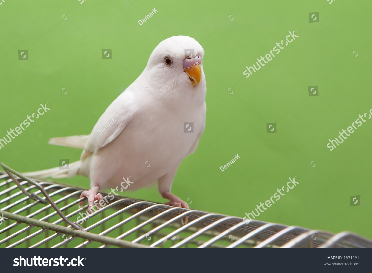 White Parakeet On Cage Top Stock Photo 1631161 - Shutterstock