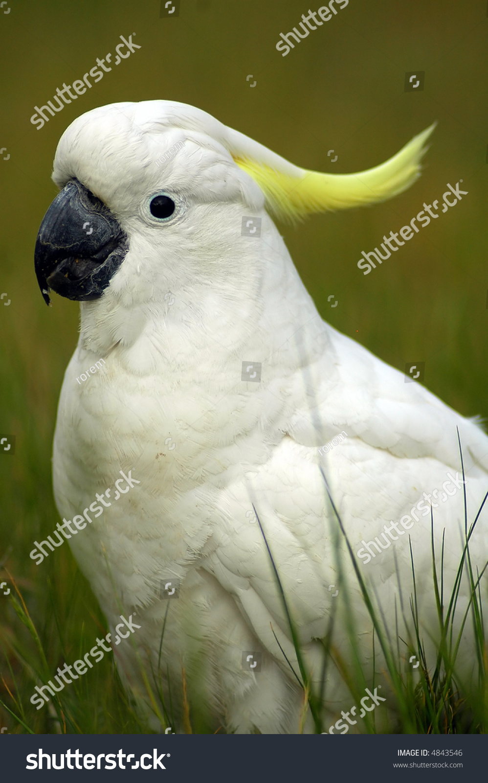white parrot yellow feathers on head stock photo edit now 4843546