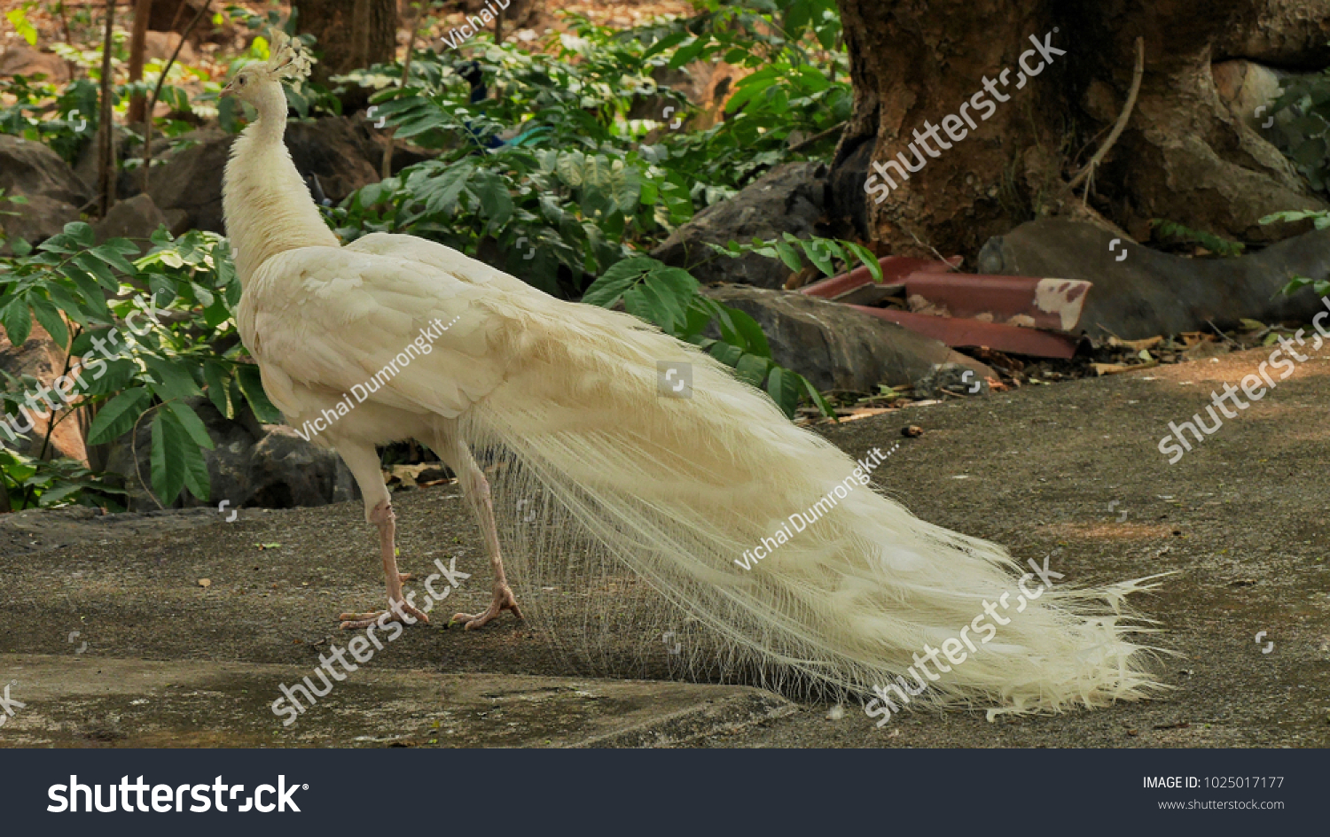 White Peacock Bird Stock Photo Edit Now White Peacock Bird Stock Photo Edit Now