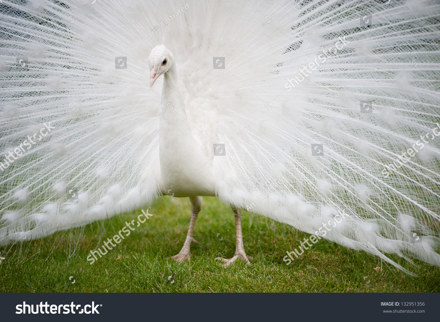 White Peacock Posing Courting Female Grass Stock Photo Edit Now