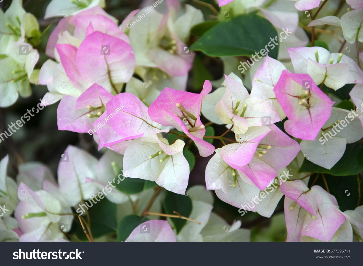 stock-photo-white-pink-bougainvillea-clo