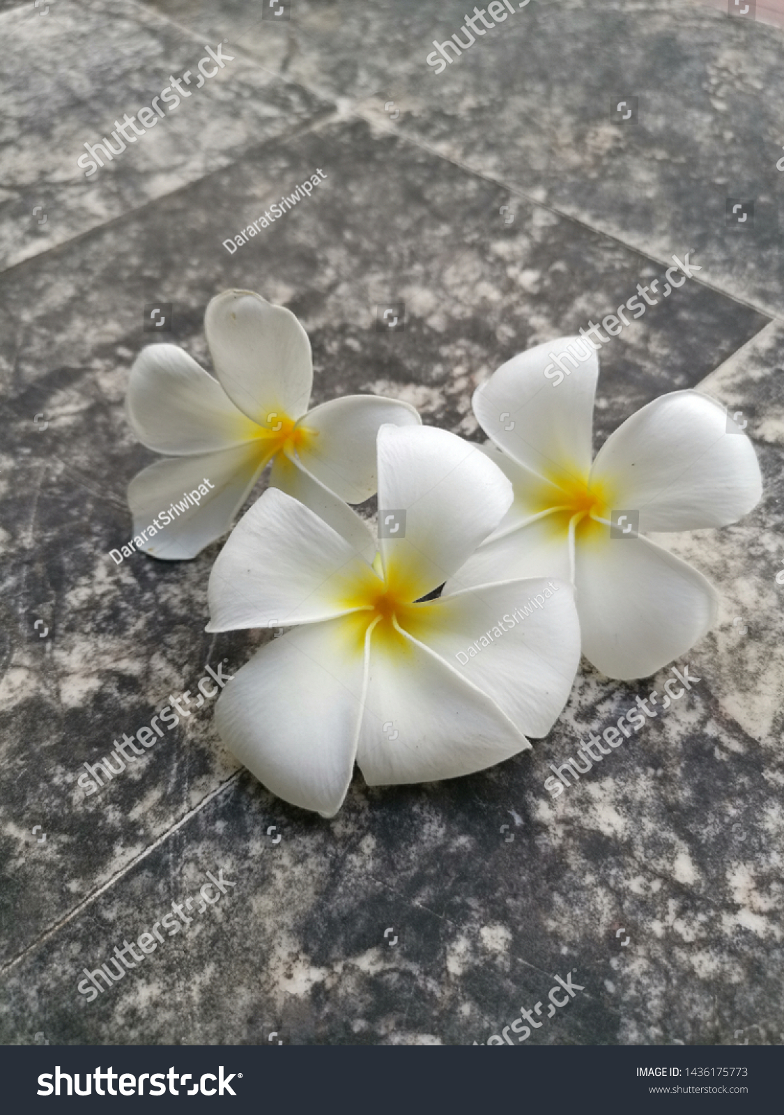 White Plumeria Flowers On Dirty Marble Stock Photo Edit Now 1436175773