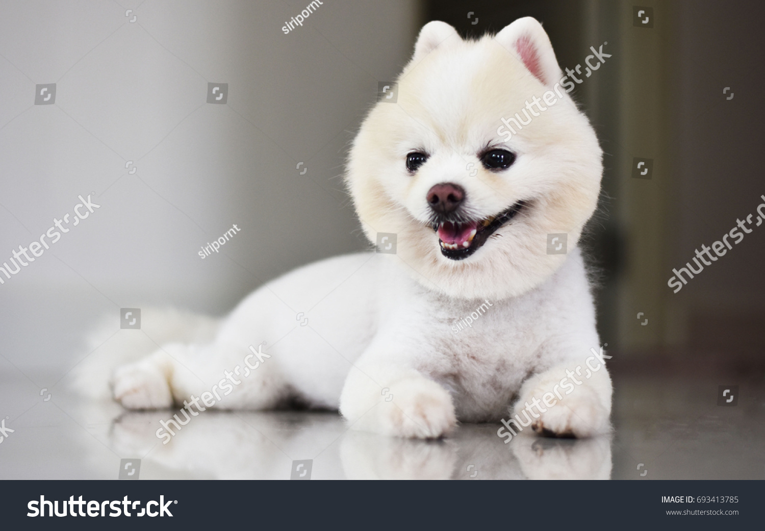 White Pomeranian Dog Breeds Cute Haircut Stock Photo Edit Now 693413785