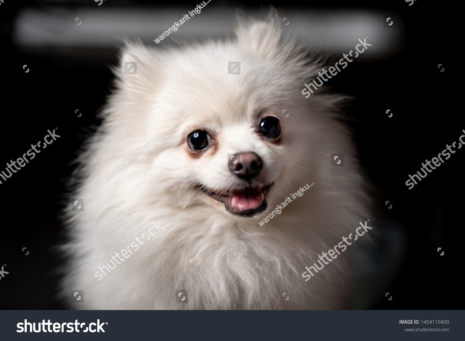 pomeranian white full grown