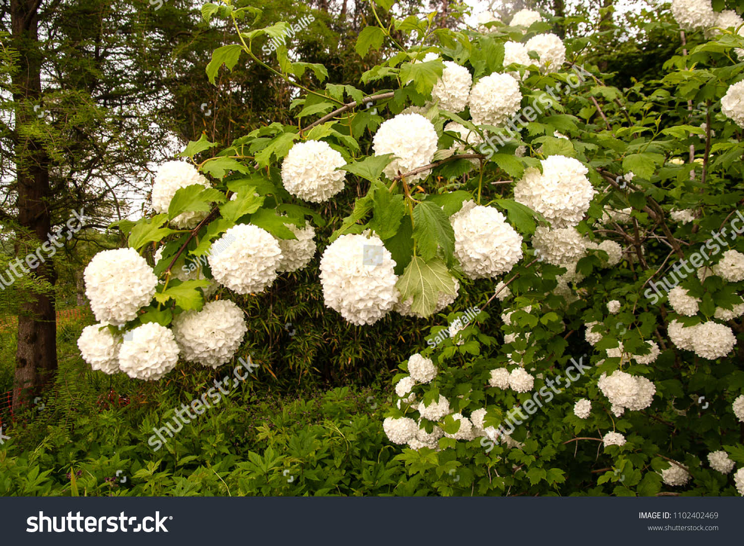 bekræft venligst partner Kronisk White Pompom Like Flowers Cover Viburnum Stock Photo (Edit Now) 1102402469