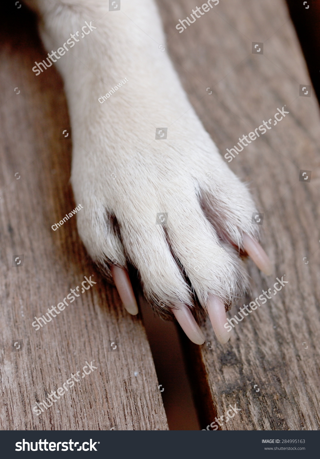 White Pug Dog Paw Pink Healthy Stock Photo 284995163 - Shutterstock