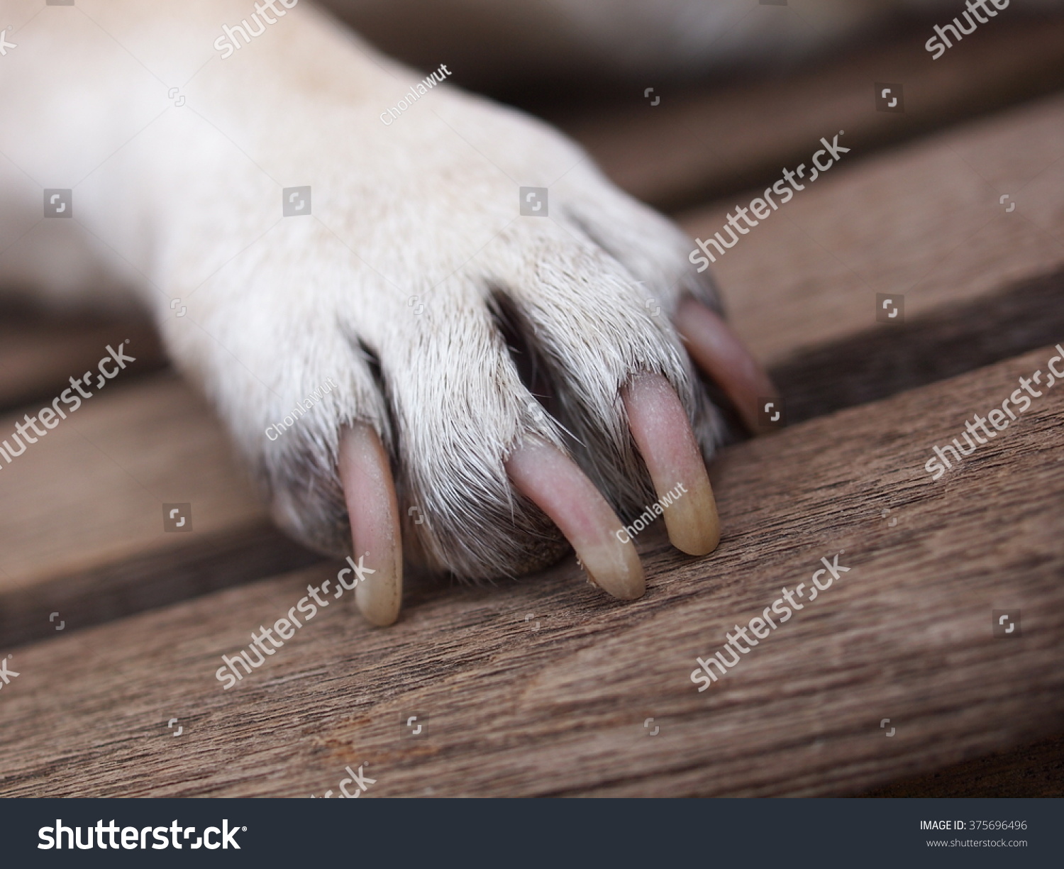 Pug feet Stock Photos, Images & Photography | Shutterstock