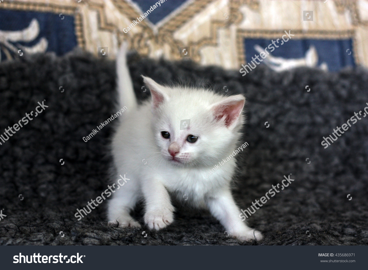 pussy cat photos Hot amatuer asses