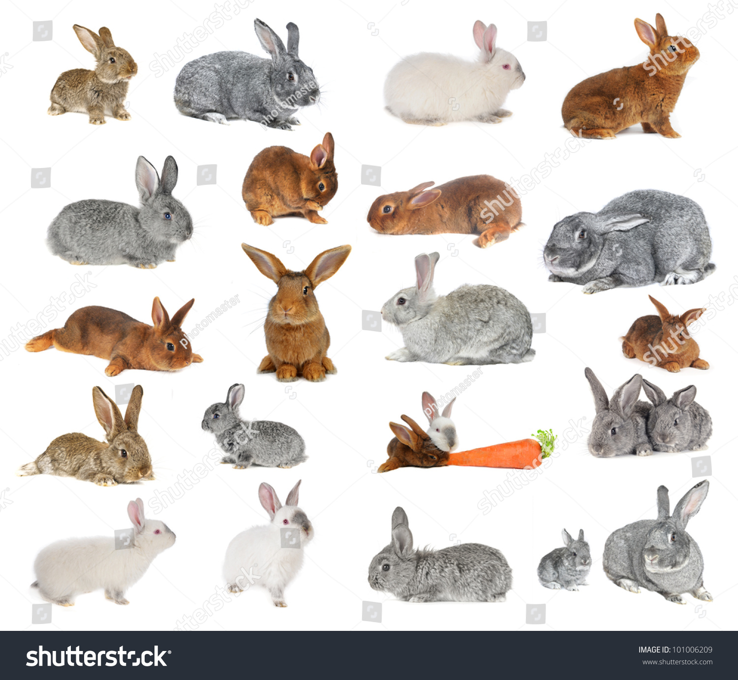 White Rabbit With Red Eyes Stock Photo 101006209 : Shutterstock