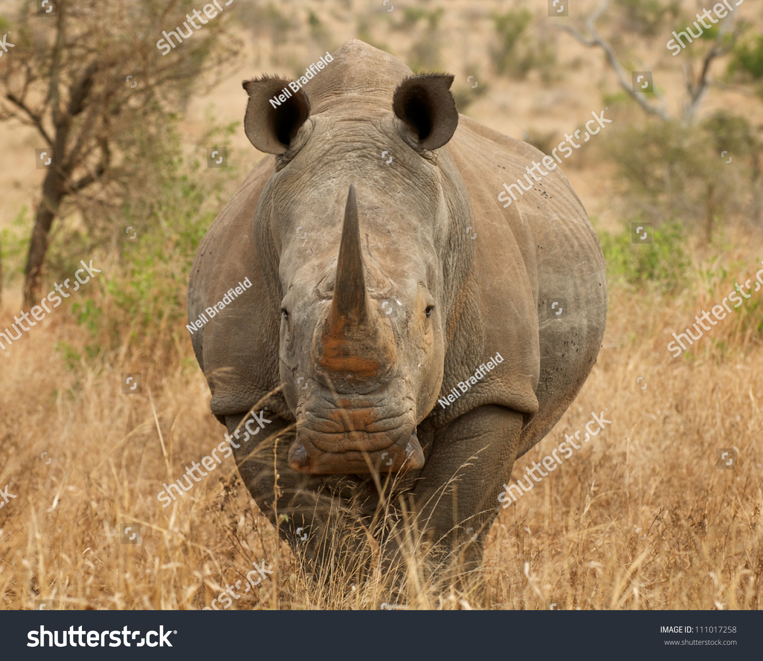 White Rhino Front View Stock Photo 111017258 : Shutterstock