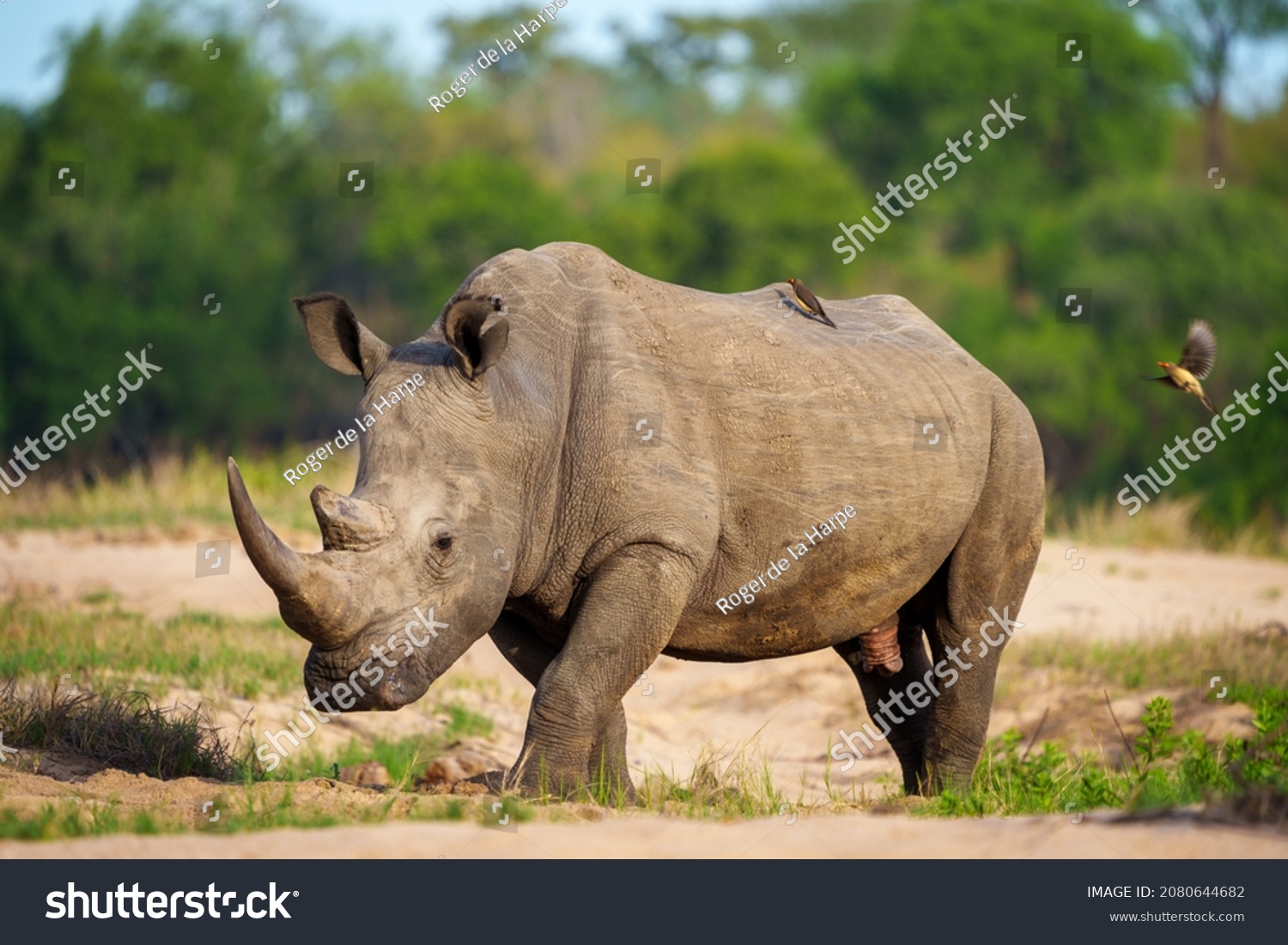 265 Great limpopo transfrontier conservation area Images, Stock Photos ...