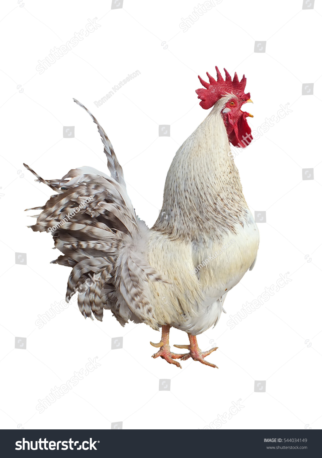 White Rooster Sings Cockadoodledoo Stock Photo 544034149 - Shutterstock