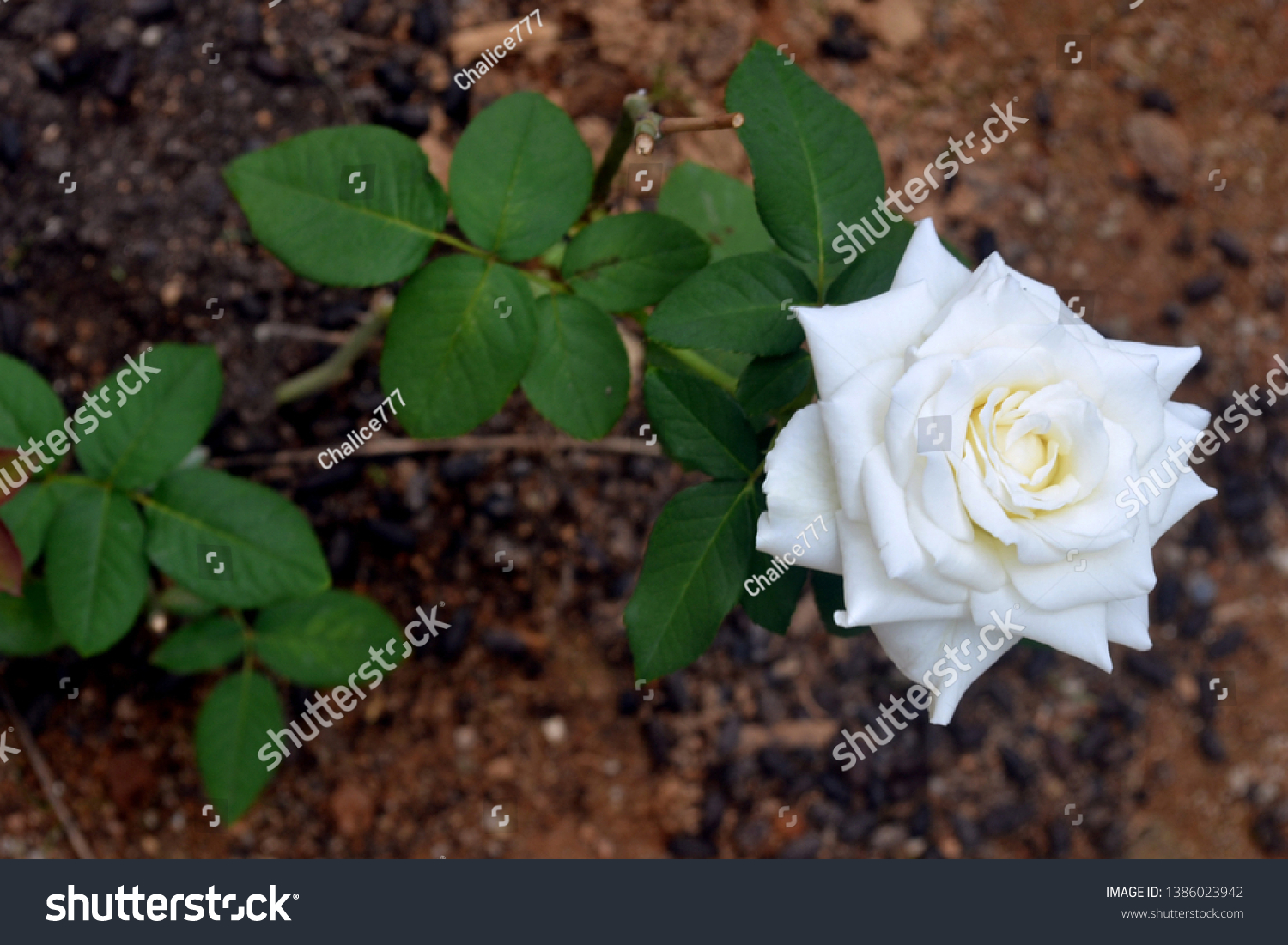 Sri roses lanka in Send Flowers
