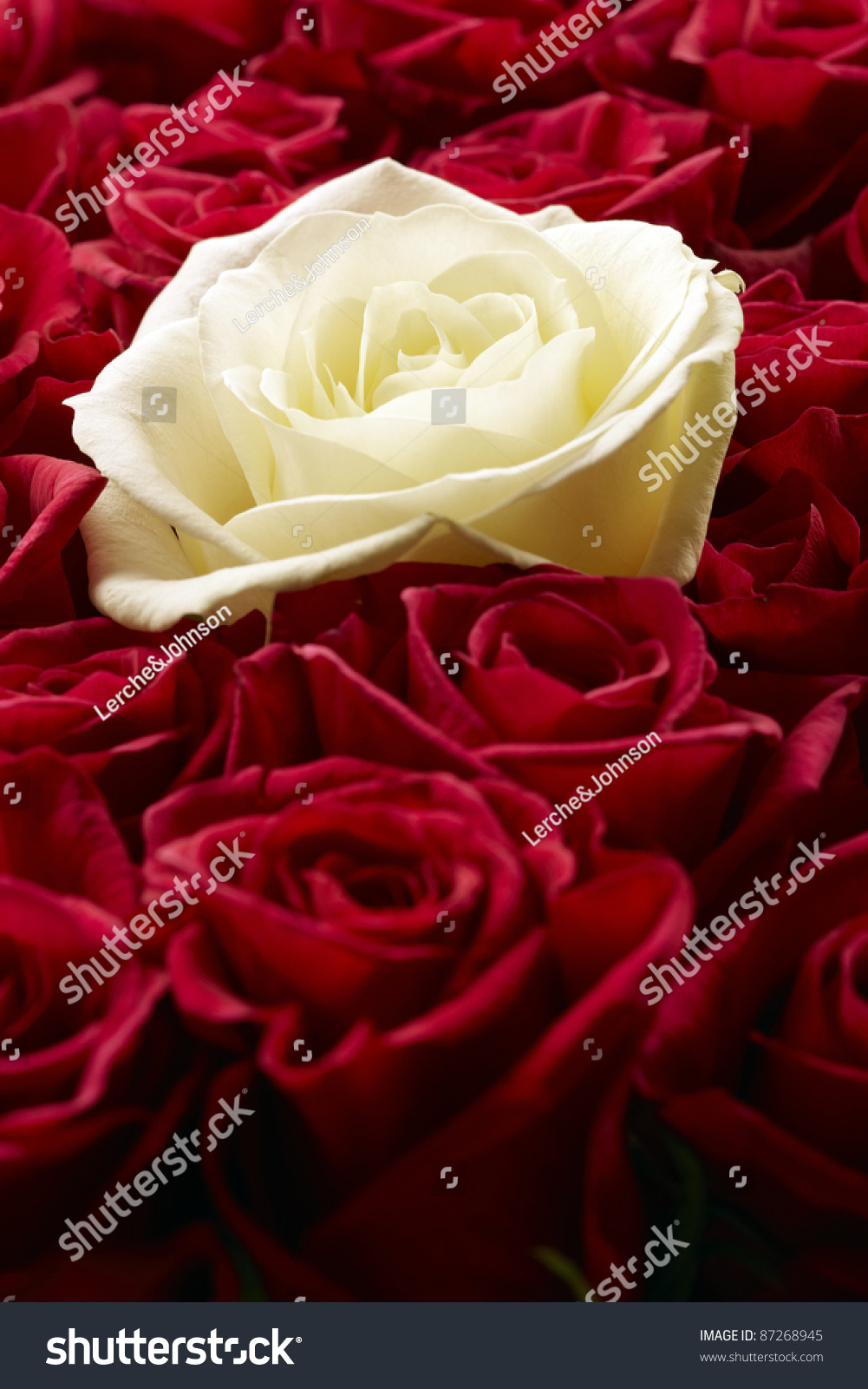 White Rose In The Middle Of A Lot Of Red Roses Stock Photo 87268945 ...