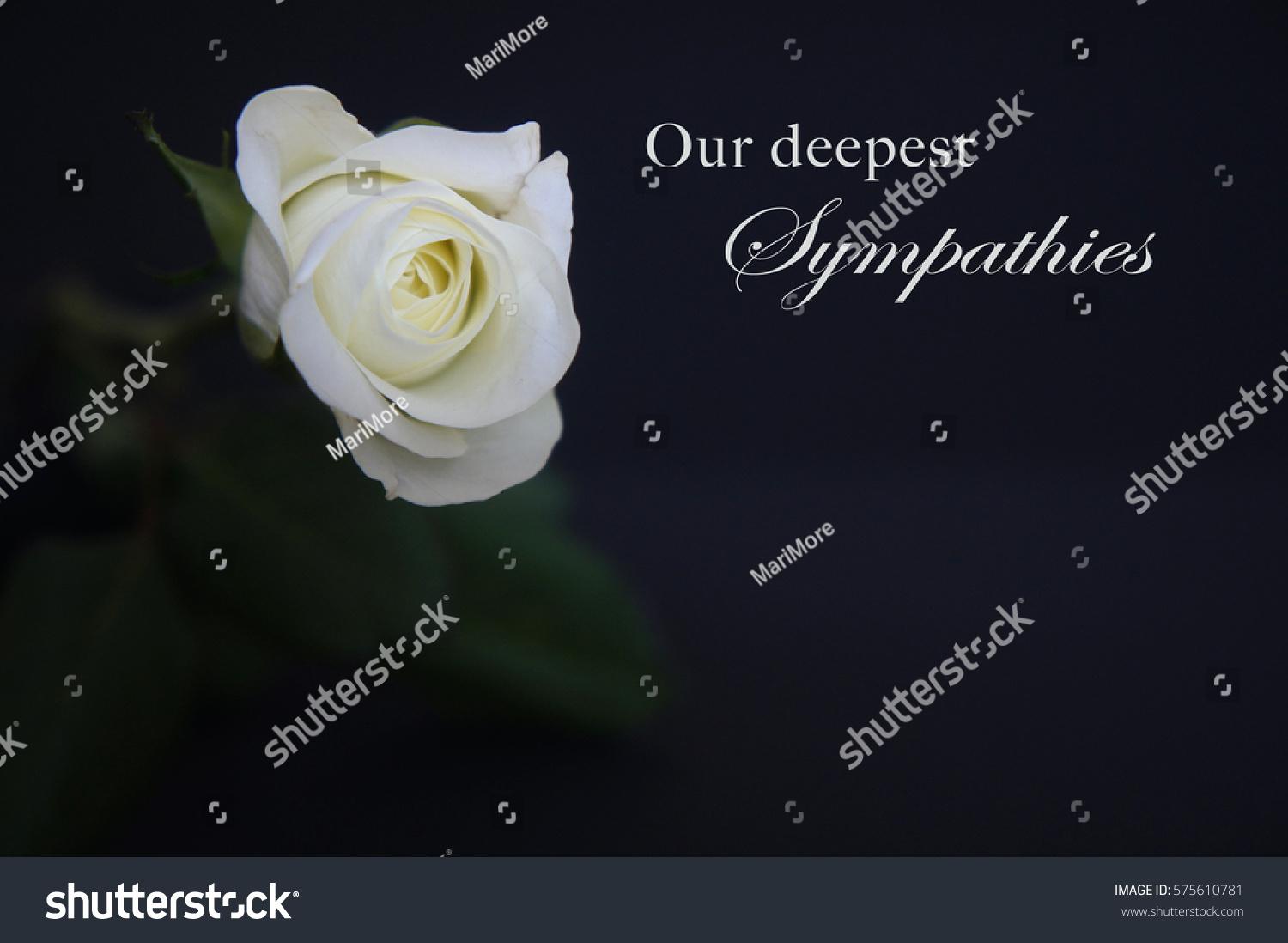 White Rose On Black Background Caption Stock Photo (Edit Now) 575610781